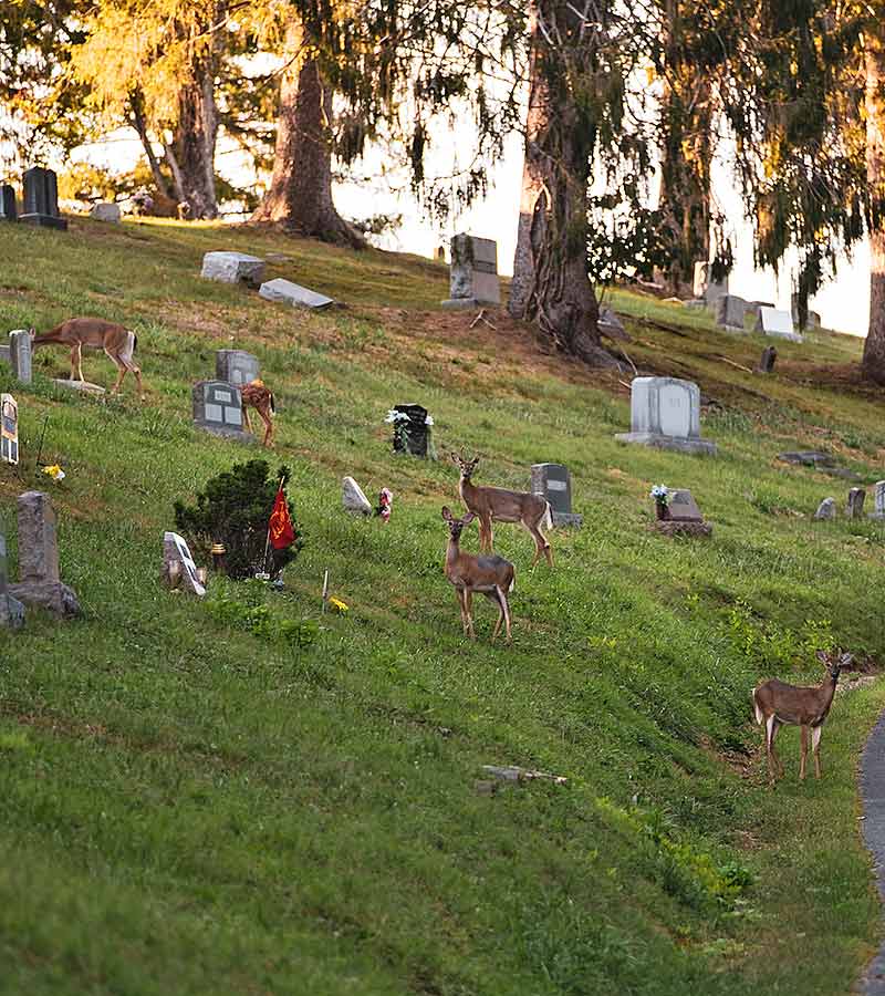 A group of deer standing in the cemetery.
